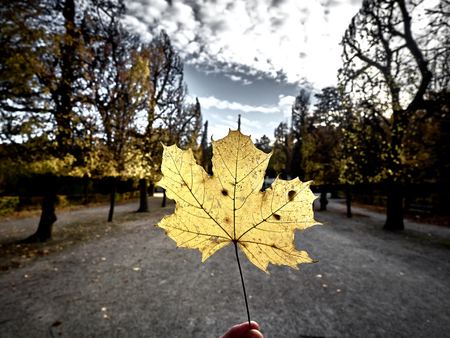 Shot of a yellow leaf at the park in autumnの写真素材