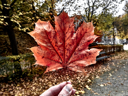 Shot of a red leaf at the park in Schonbrunn during autumnal timeの写真素材