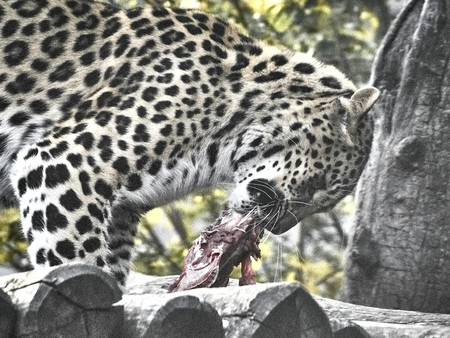 Shot of a jaguar while eatingの写真素材
