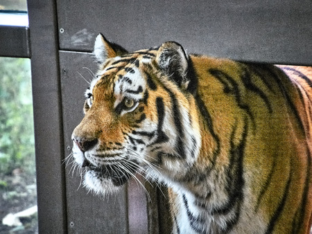 Close up view of a tiger