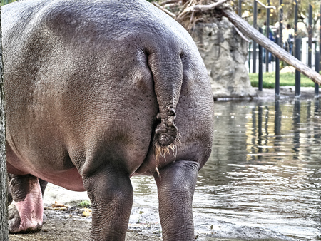 Close up view of the back of a hippopotamusの写真素材