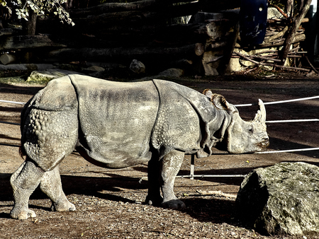 Shot of a rhinocheros at the zoo in a sunny dayの写真素材