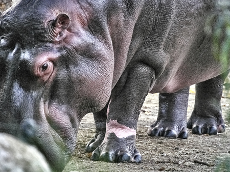 Close up view of a hippopotamusの写真素材