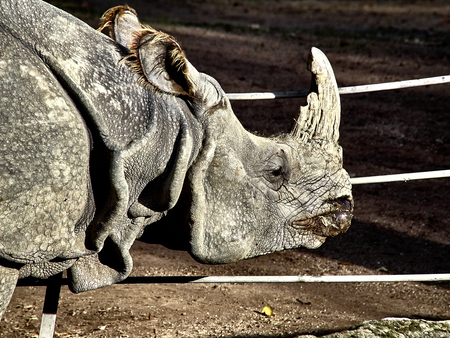 Shot of a rhinoceros in a sunny dayの写真素材