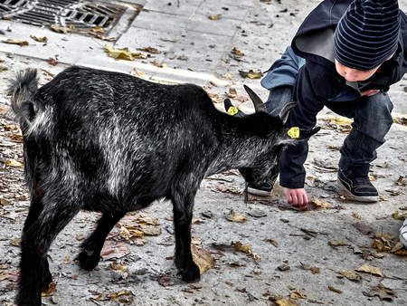 Vienna, Austria - November 2, 2018: Shot of a kid playing with a baby goat at the zoo of Schonbrunnのeditorial素材