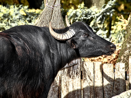 View of a bull at the zooの写真素材