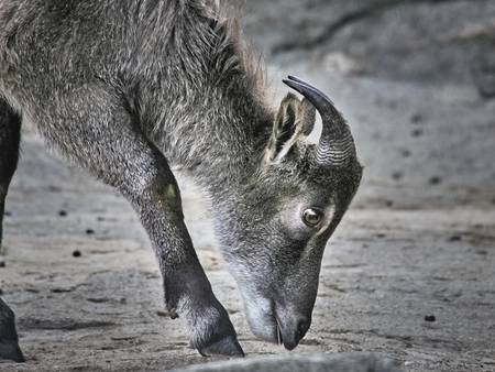 Shot of a little goat eating at the zooの写真素材