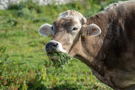 View of a cow while grazing. The shot is taken during a beautiful sunny day in Sicily, Italyの写真素材
