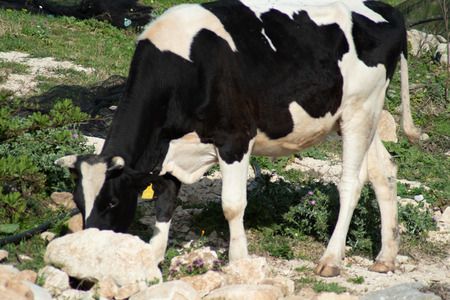 View of a cow while grazing. The shot is taken during a beautiful sunny day in Sicily, Italyの写真素材