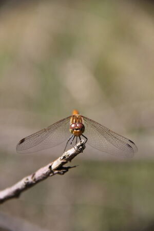 Dragonfly, Hollandのeditorial素材