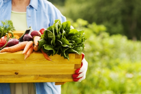 Senior woman holding box with vegetablesの写真素材