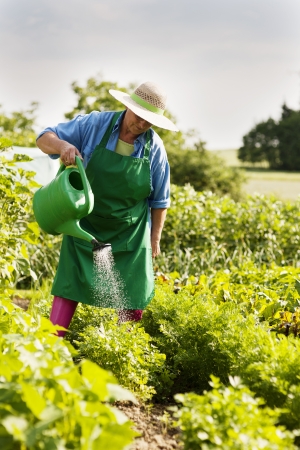 Senior woman watering a plantの写真素材