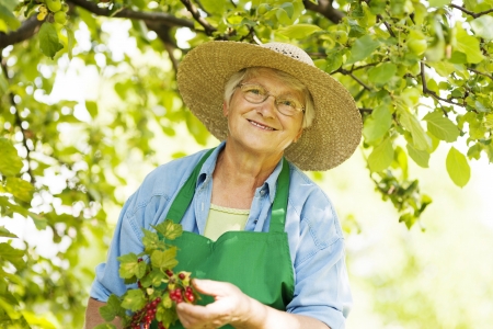 Senior checking a red currant bushの写真素材