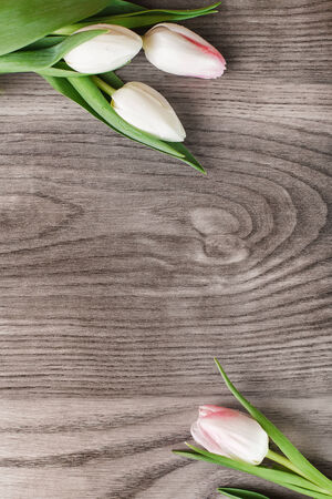 White tulips creating frame on wood の写真素材