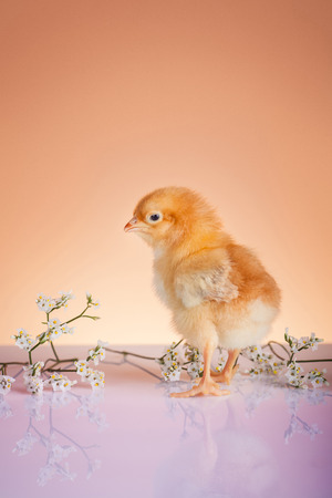 Close up of young chicken in springtime の写真素材