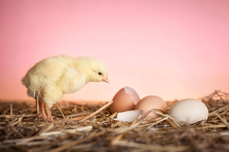 Close up of baby chicken in strawの写真素材