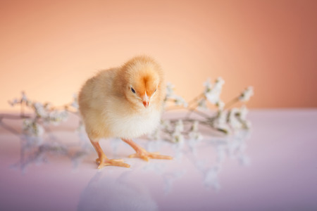 Close up of one yellow baby chicken 
の写真素材