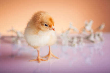 Small chicken in pastel colored decorationsの写真素材