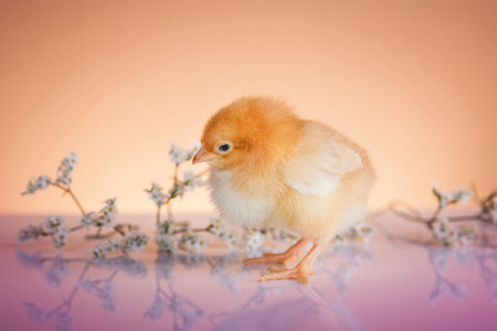 New life in springtime of small chickenの写真素材