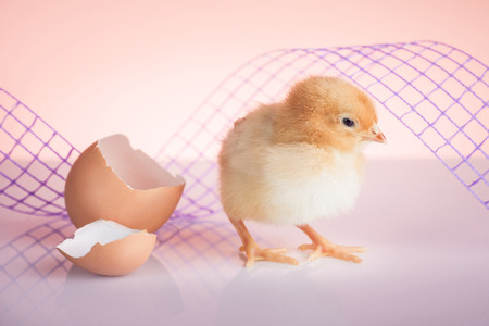 Close up of sweet newborn small chicken の写真素材