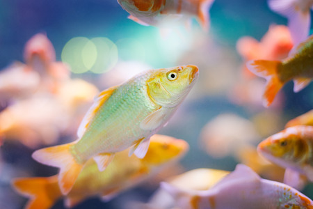 Small fishes in aquariumの写真素材