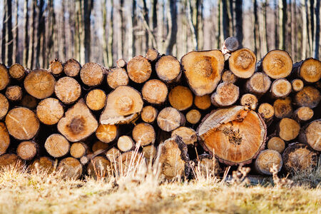 Pile of freshly cut logsの写真素材