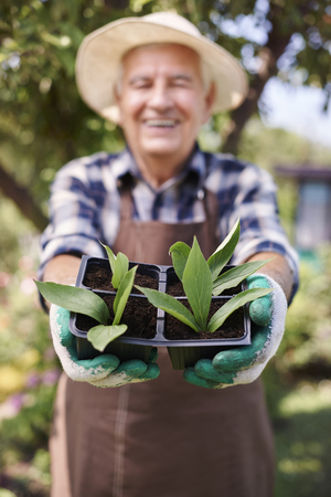 New life in hands of senior menの写真素材