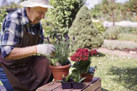 Senior man replanting flowers and herbsの写真素材