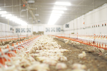 Chicken coop interior and some chickensの写真素材