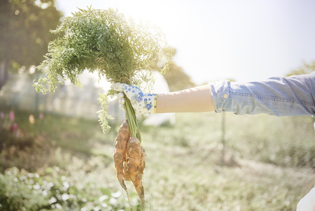 Close up of carrots bunchの写真素材