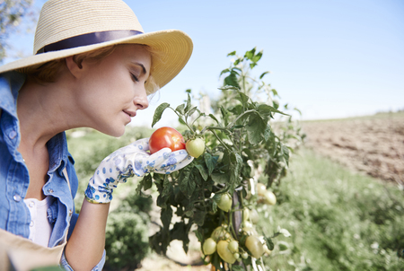Proud woman of her own tomato plantationの写真素材