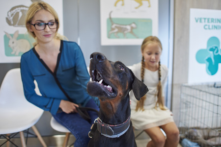 Next patient at the vet's queueの写真素材