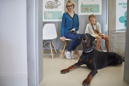 Ill dog waiting for a vetの写真素材