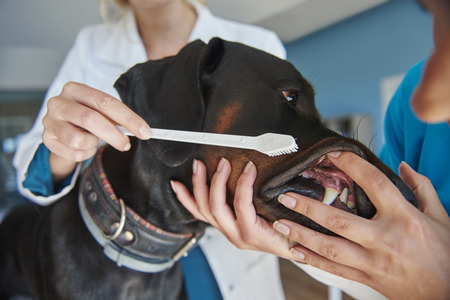 Tooth brushing at the vet