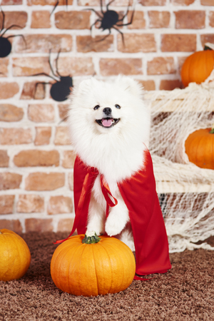 Portrait of dog with red cape in halloween timeの写真素材