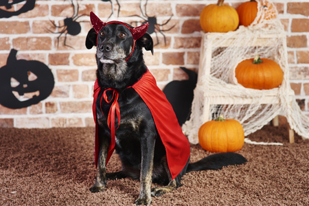 Serious dog in devil costumeの写真素材