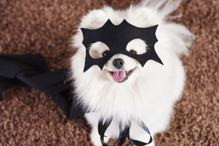 Happy dog in superhero costumeの写真素材