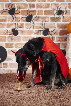 Black dog in devil costume drinkingの写真素材