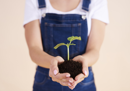 Close up of small plant in hands