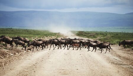 A herd of wildebeests in Africaの写真素材