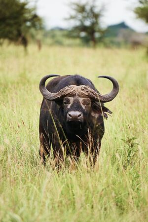 African buffalo in the grass