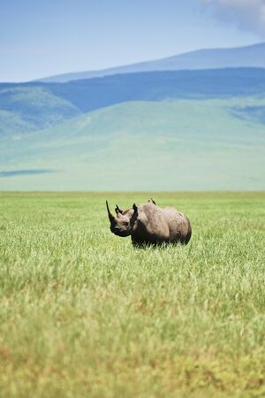 White rhinoceros in the grassの写真素材