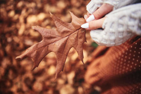 Close up of autumn leaf in hands in forestの写真素材