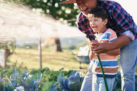 Grandfather and grandson having fun while watering vegetablesの写真素材