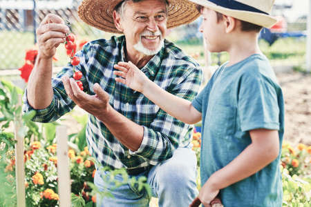 Grandfather and grandson spending time in a greengrocerの写真素材