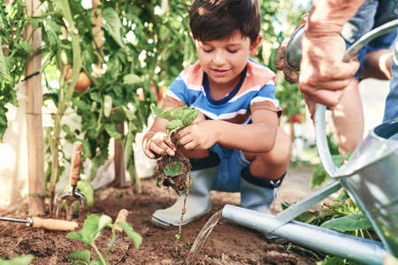 Grandfather with grandson planting seedlings in the gardenの写真素材