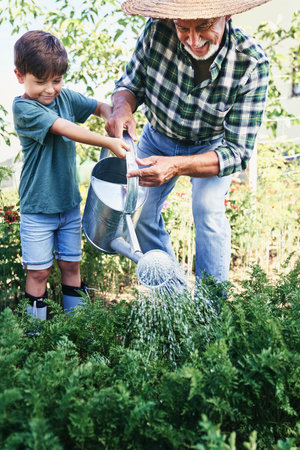 Grandfather with grandson watering vegetables in the gardenの写真素材