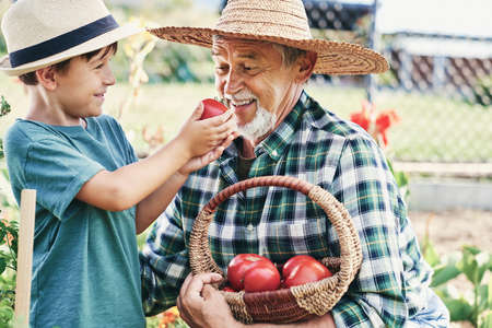 Happy boy giving grandfather to smell a ripe tomatoの写真素材