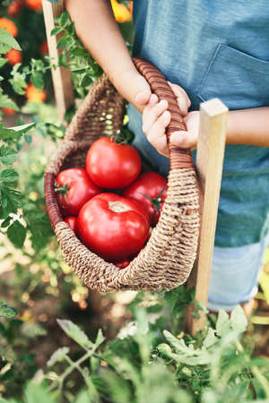 Close up of child holding full wicker basket with tomatoesの写真素材