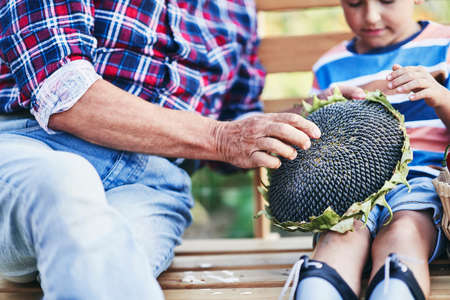 Close up of grandpa with grandson eating the sunflower togetherの写真素材